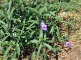 Ruellia simplex. Цветущее растение. Андаманские острова, остров Нил, у дороги. 03.01.2015.