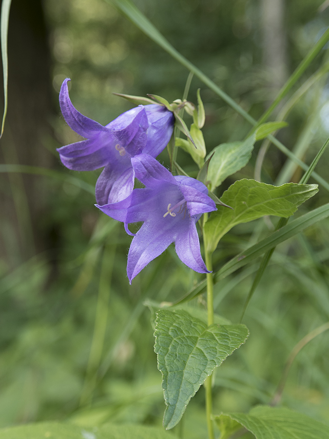 Изображение особи Campanula latifolia.