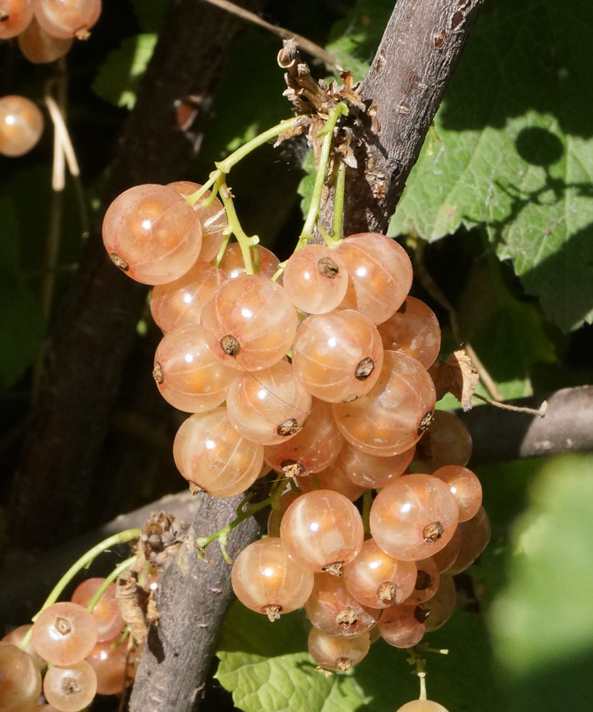 Image of Ribes rubrum specimen.