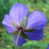 Geranium pratense. Цветок со стороны чашечки. Свердловская обл., окр. г. Североуральск, опушка в сосново-елово-лиственничном лесу. 29.07.2015.