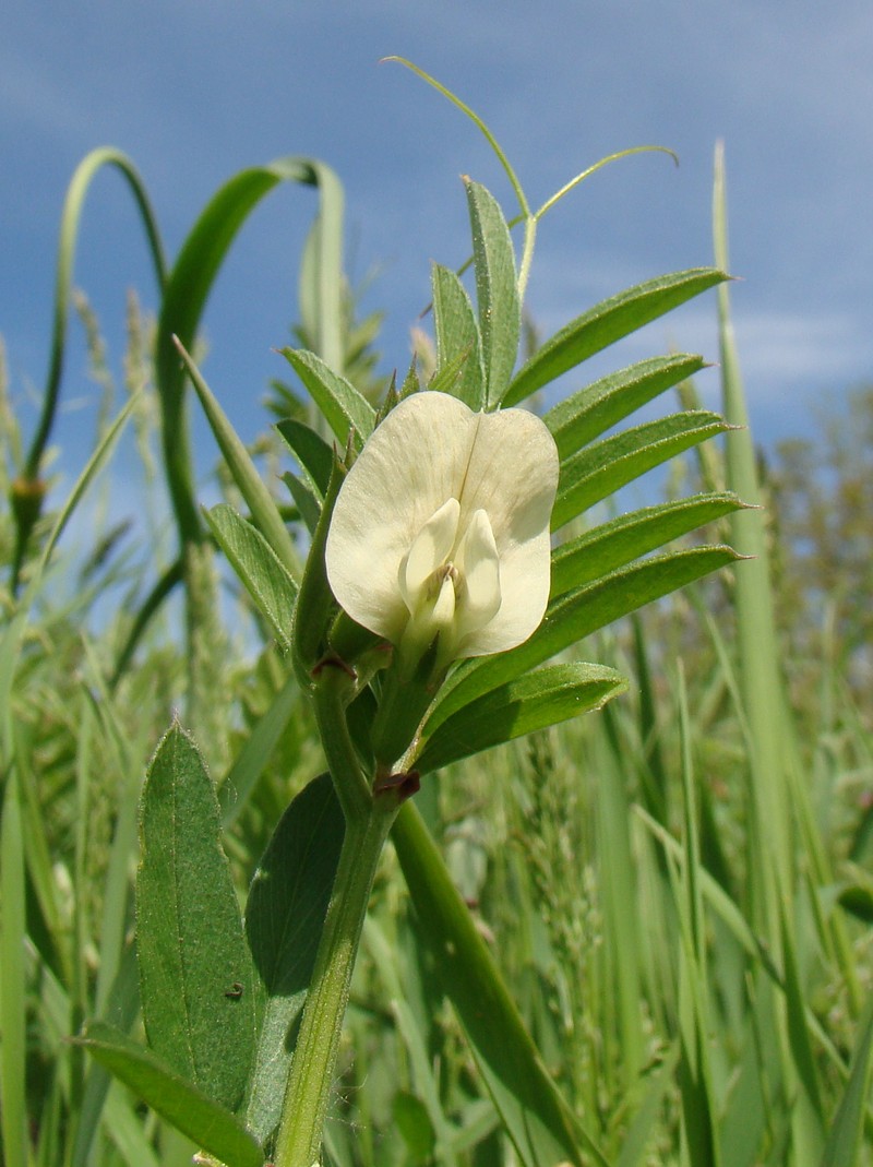 Image of Vicia grandiflora specimen.