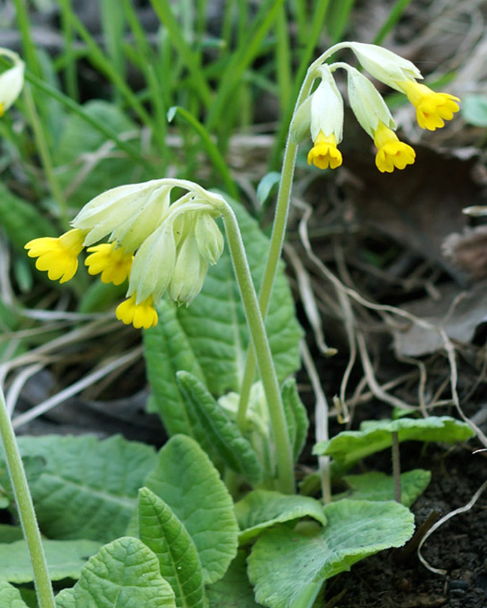 Image of Primula veris specimen.