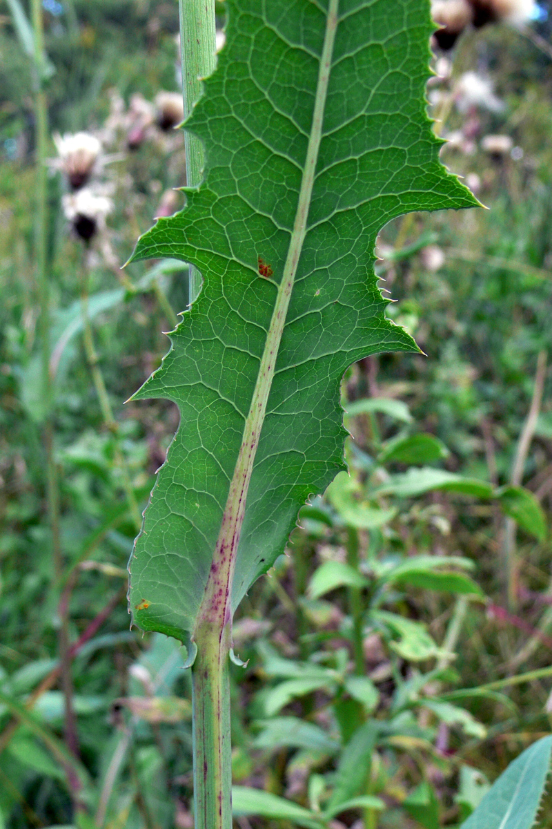 Image of Sonchus arvensis ssp. uliginosus specimen.