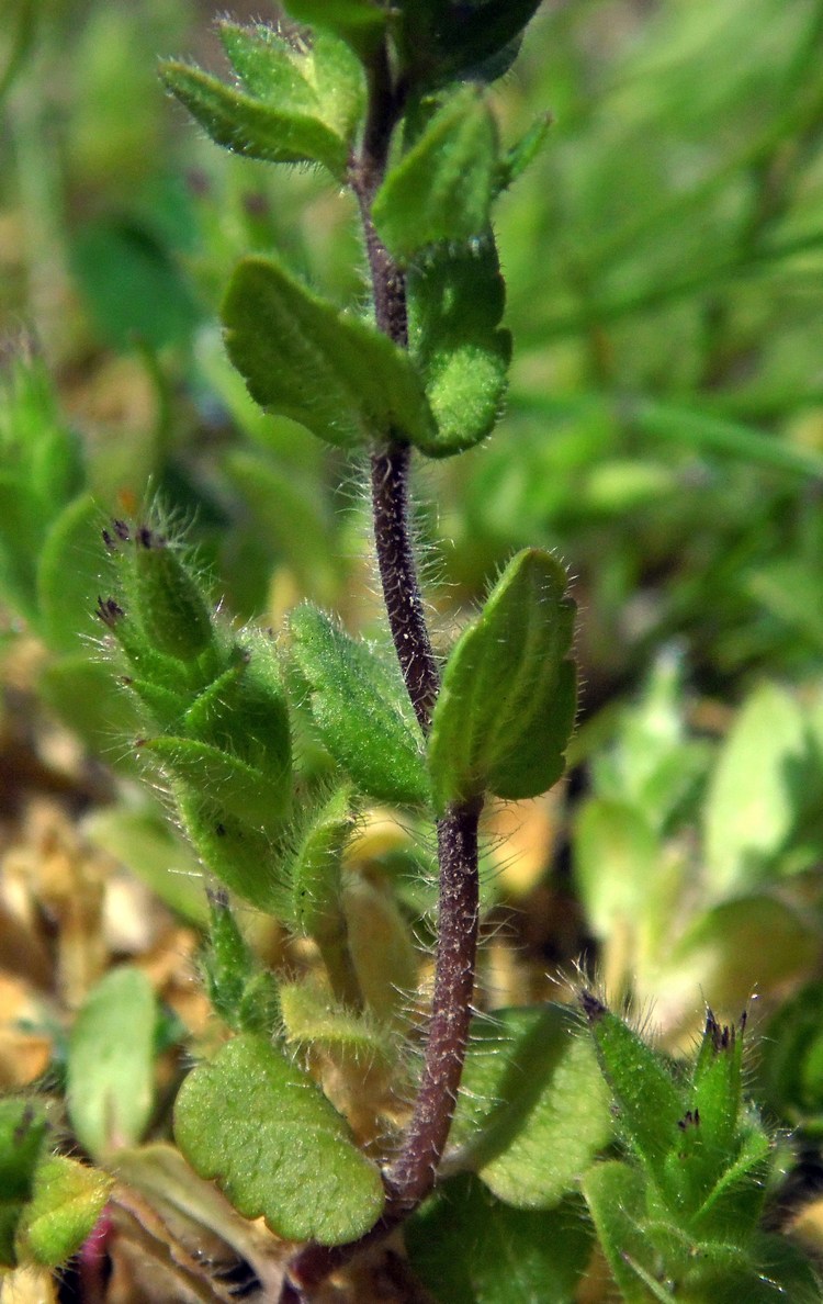 Image of Veronica arvensis specimen.