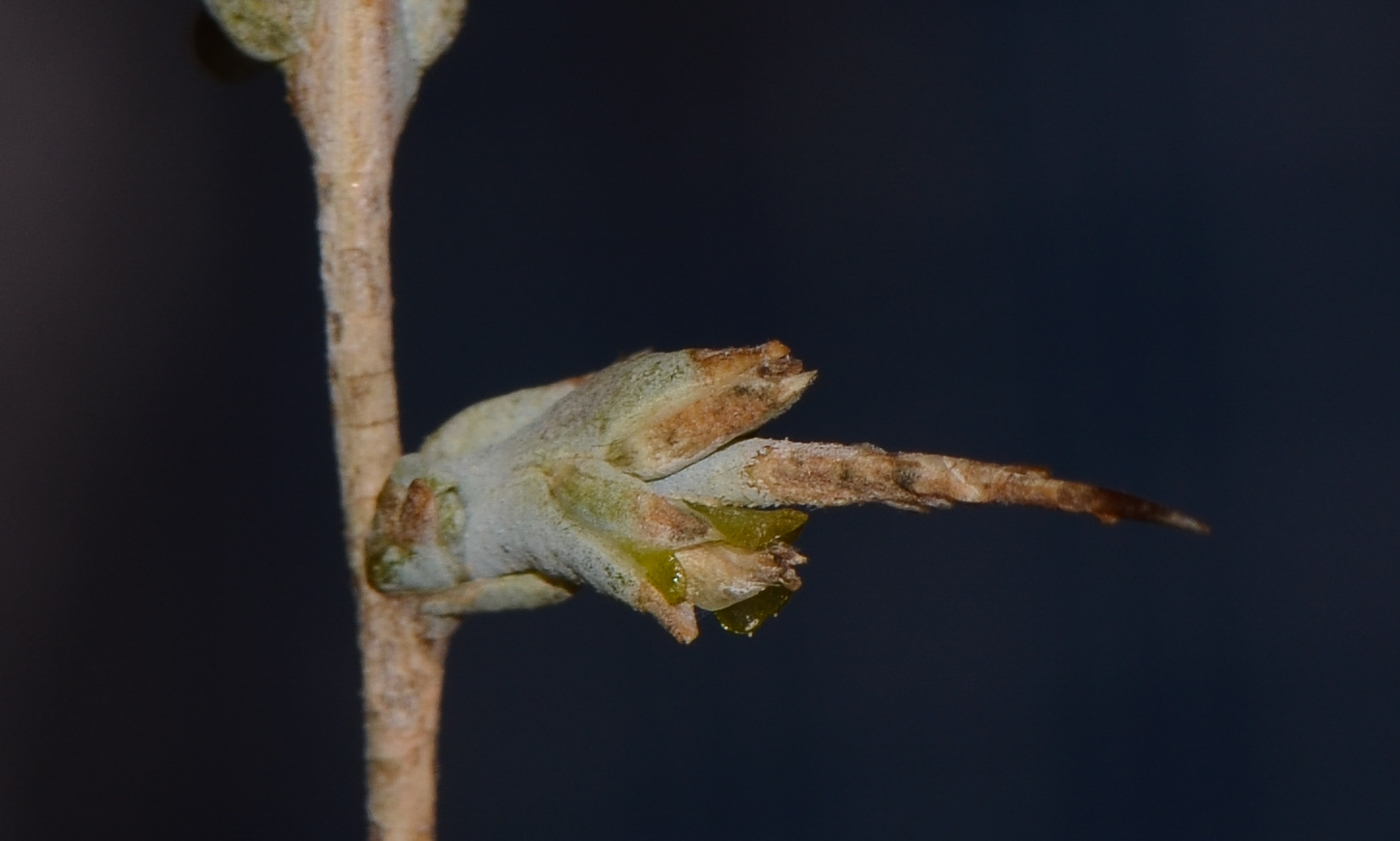 Image of Noaea mucronata specimen.