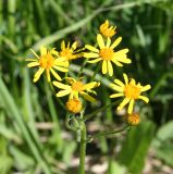 Tephroseris integrifolia