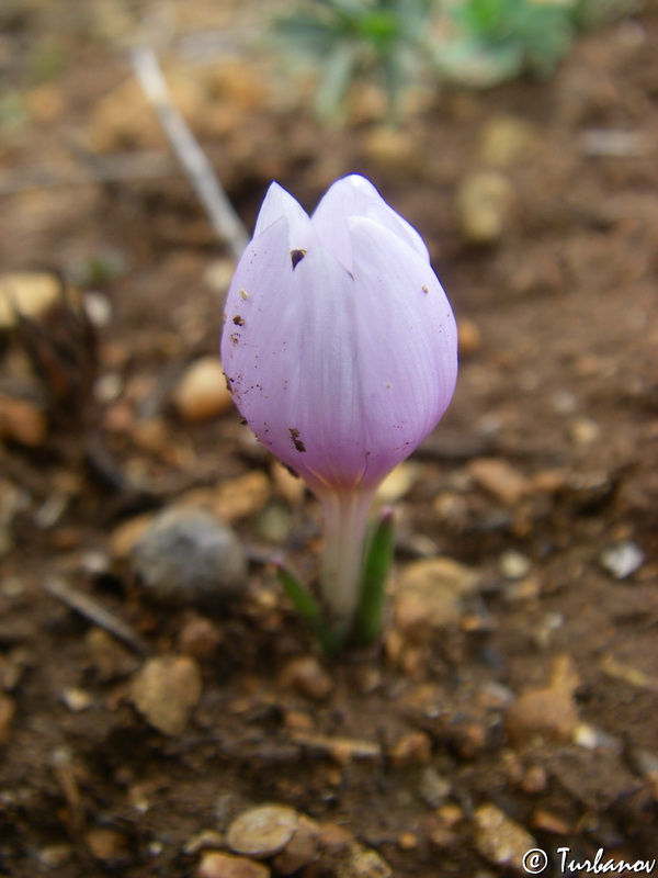 Image of Colchicum triphyllum specimen.