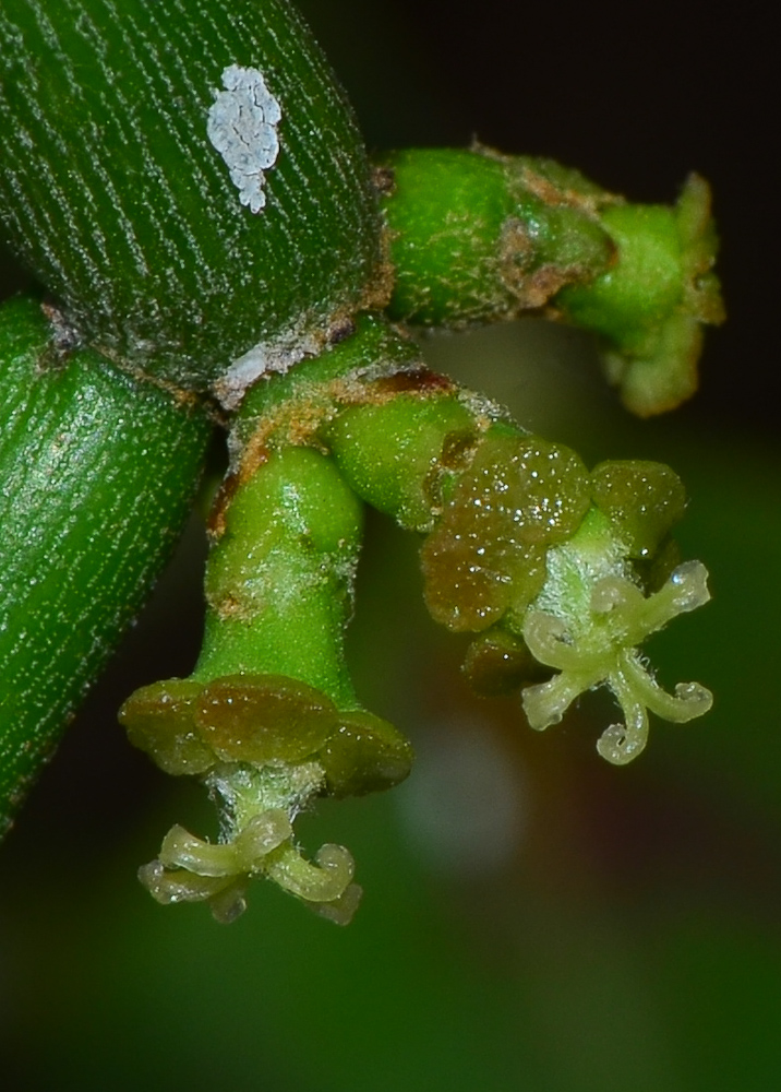 Image of Euphorbia tirucalli specimen.