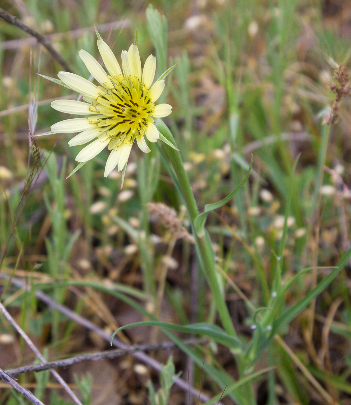 Изображение особи Tragopogon dubius.