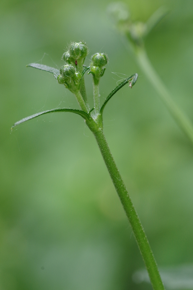 Image of genus Ranunculus specimen.