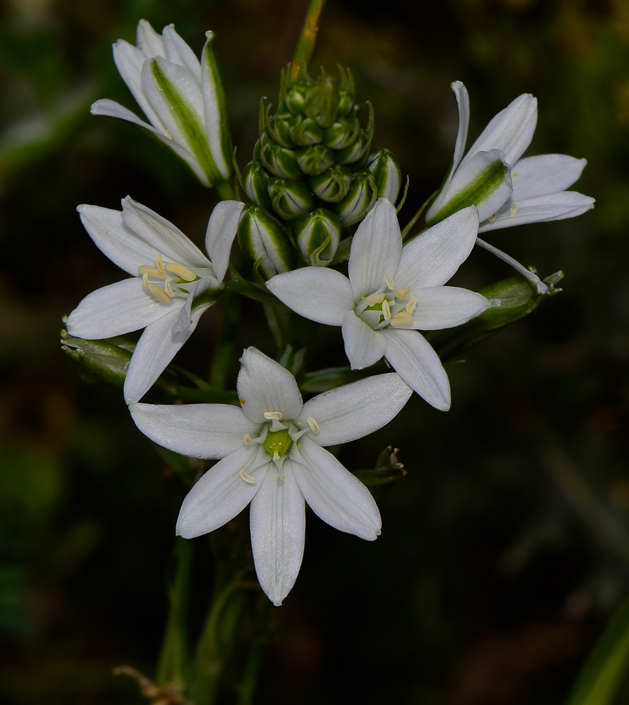 Image of Ornithogalum narbonense specimen.