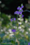 Polemonium caeruleum