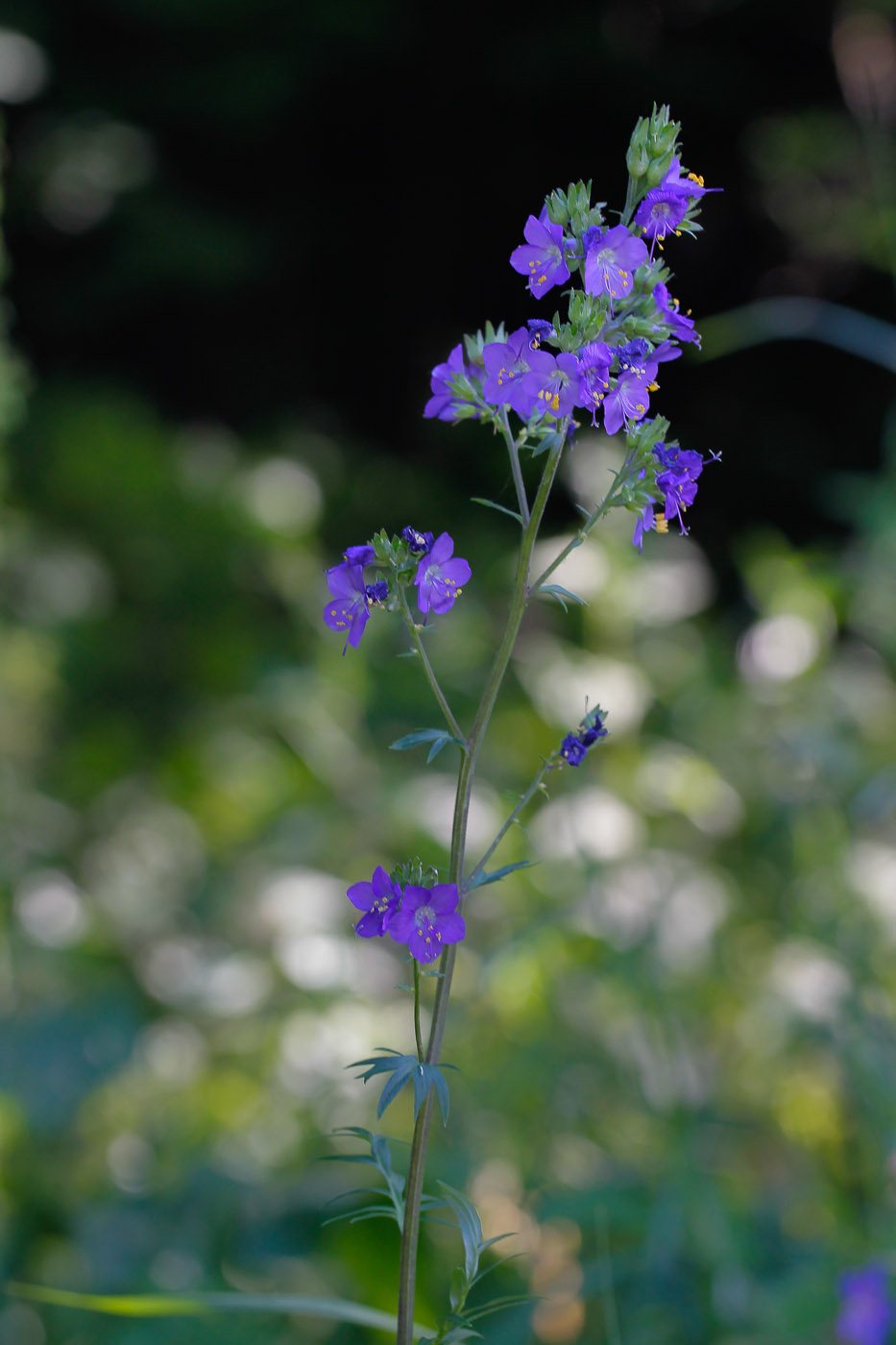 Image of Polemonium caeruleum specimen.