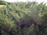 Juniperus pseudosabina. Взрослое растение на горном склоне. Казахстан,Тянь-Шань, Заилийский Алатау, плато Асы, около 2500 м н.у.м.