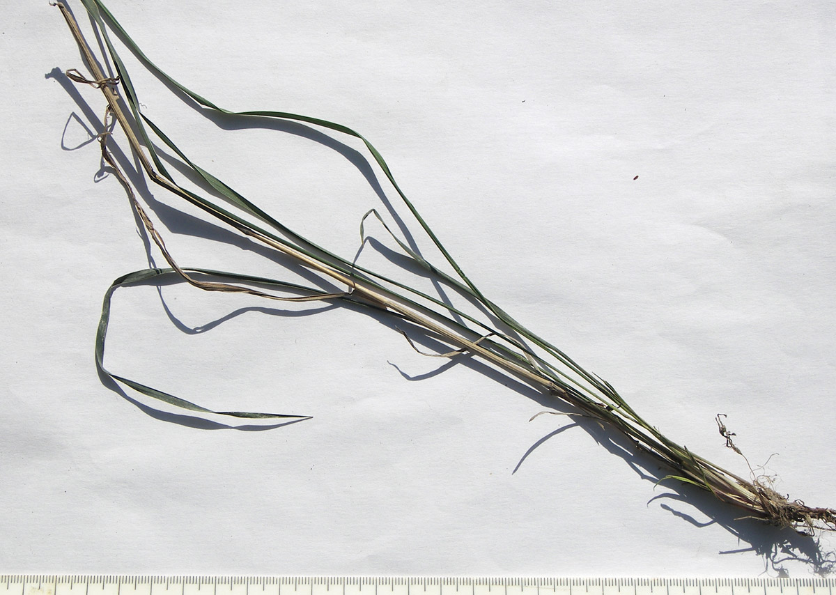 Image of Phleum tzvelevii specimen.