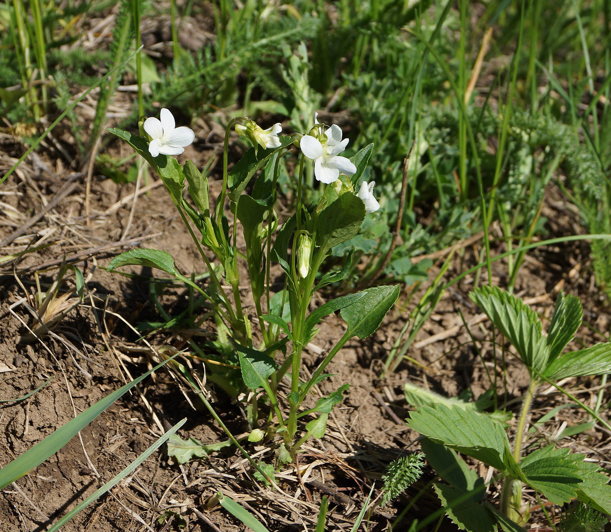 Image of Viola pumila specimen.