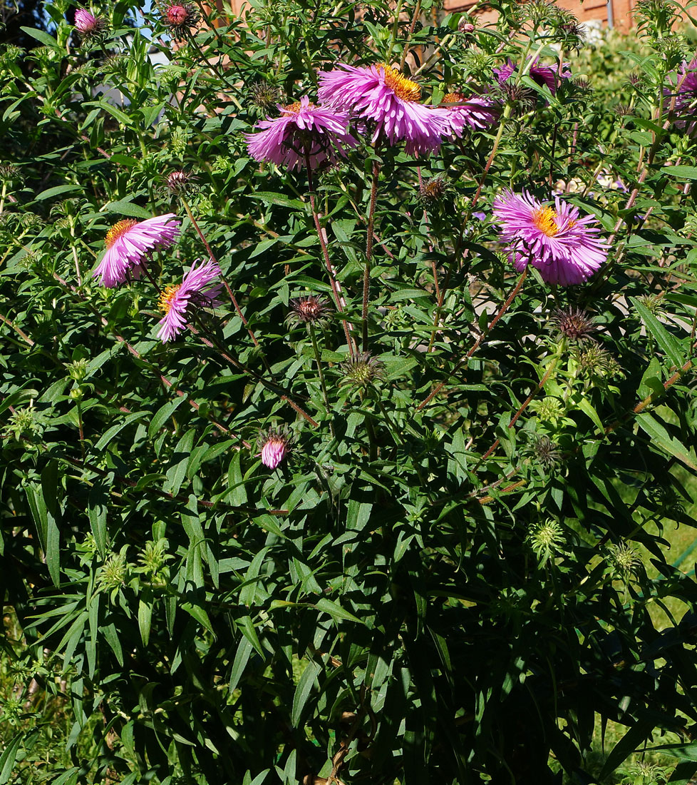 Image of Symphyotrichum novae-angliae specimen.