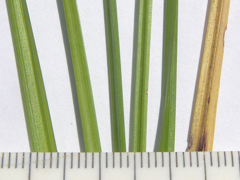 Image of Carex vulpina specimen.