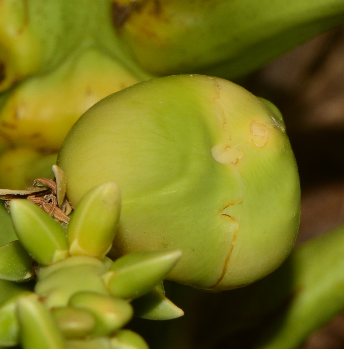 Image of Cocos nucifera specimen.