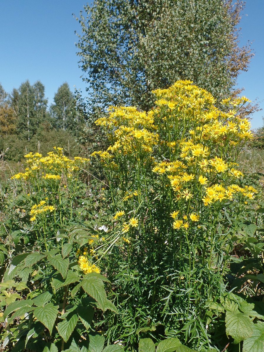 Image of Senecio erucifolius specimen.