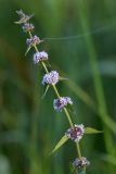 Mentha arvensis. Верхушка цветущего растения в каплях росы. Джунгарский Алатау. Казахстан, Алматинская обл., Саркандский р-н, правый берег р. Лепсы у входа в каньон, 1000 м н.у.м. 15.08.2016.