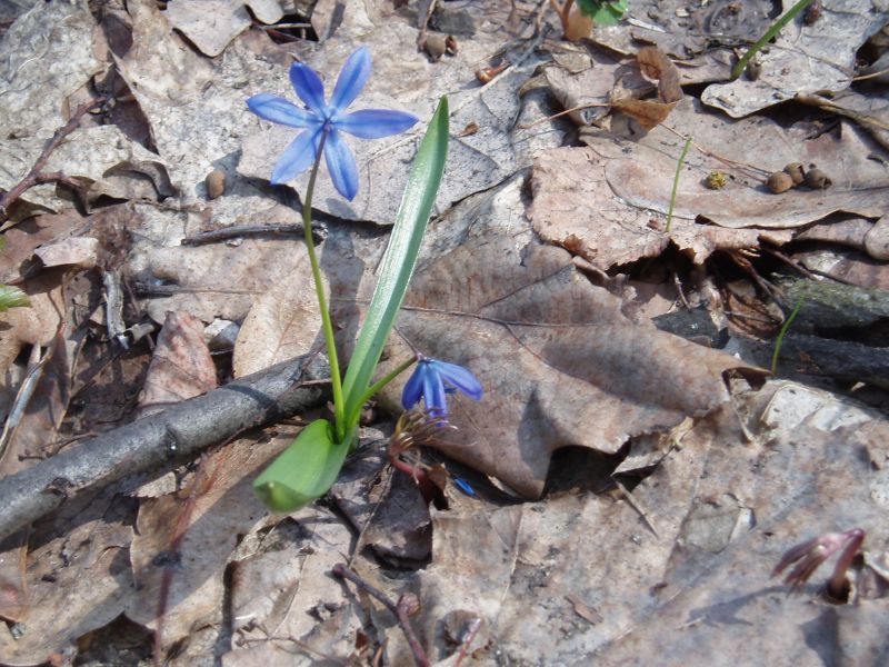 Image of Scilla siberica specimen.