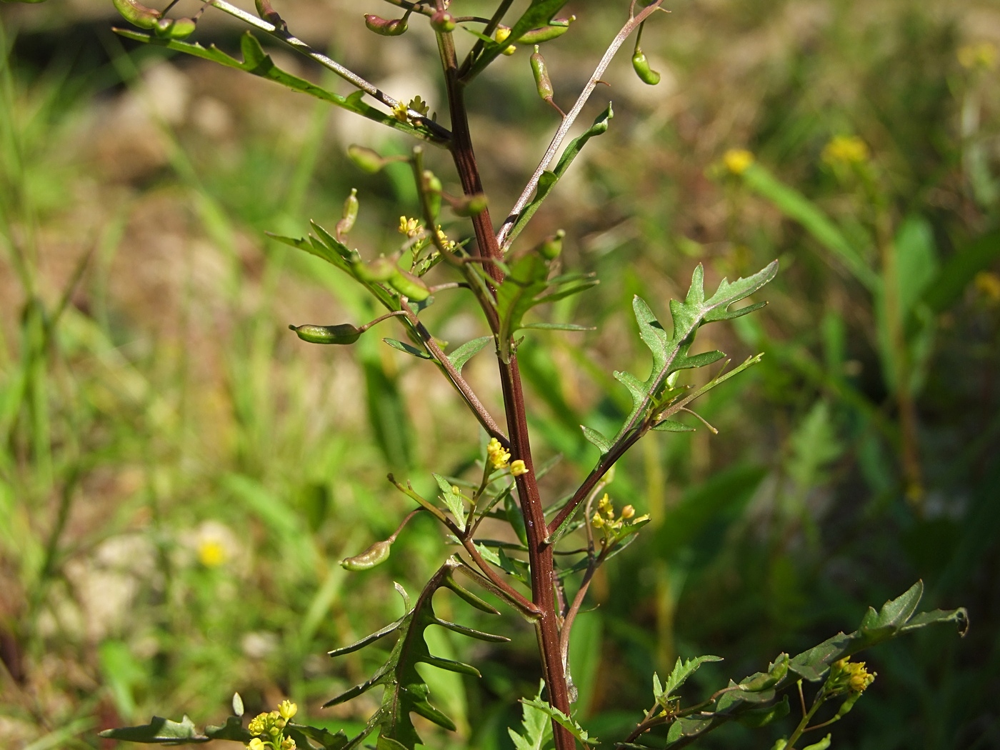 Image of Rorippa palustris specimen.