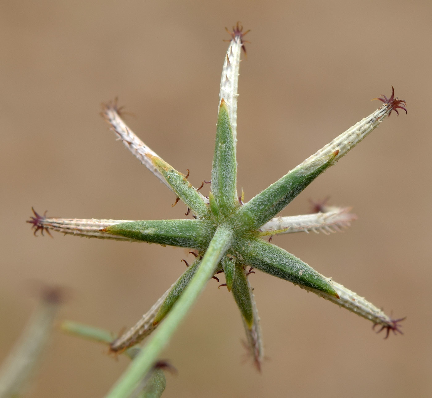 Image of Koelpinia linearis specimen.