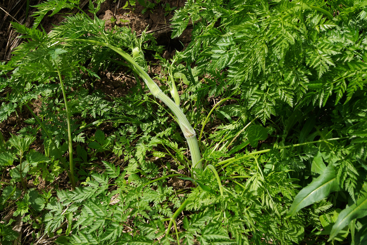 Image of Anthriscus sylvestris var. nemorosa specimen.