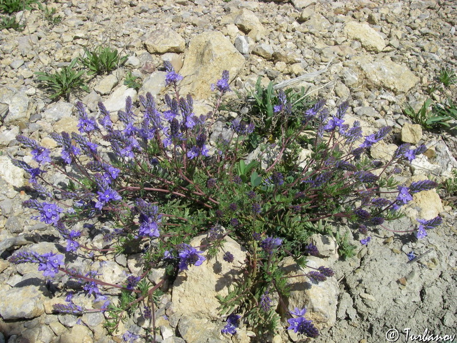 Image of Veronica capsellicarpa specimen.