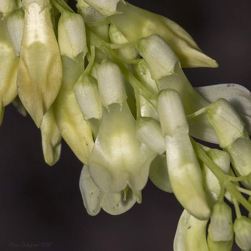 Image of Vicia pisiformis specimen.