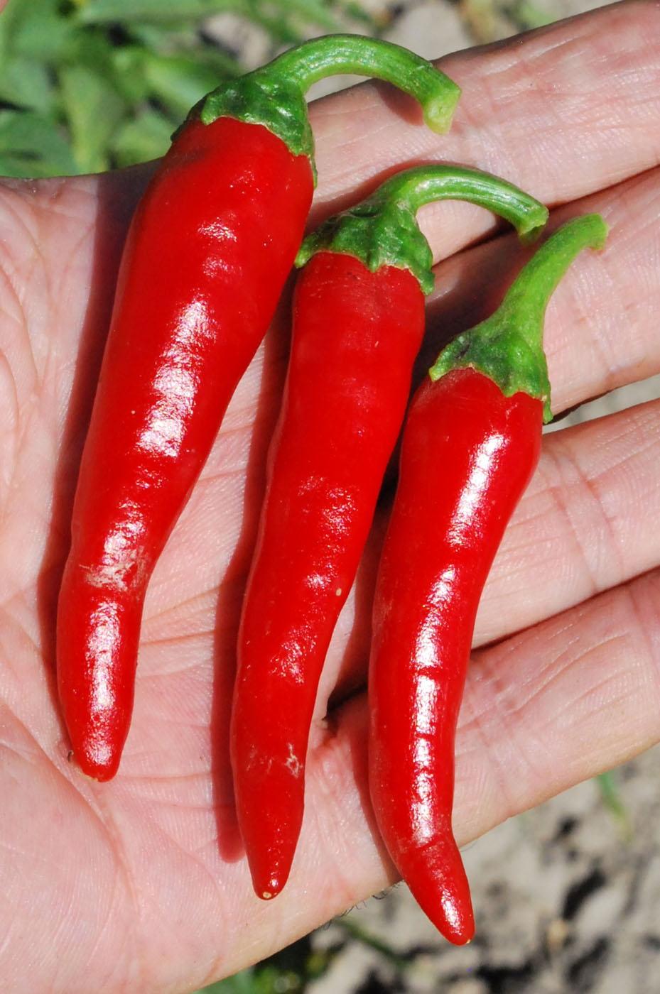 Изображение особи Capsicum annuum.