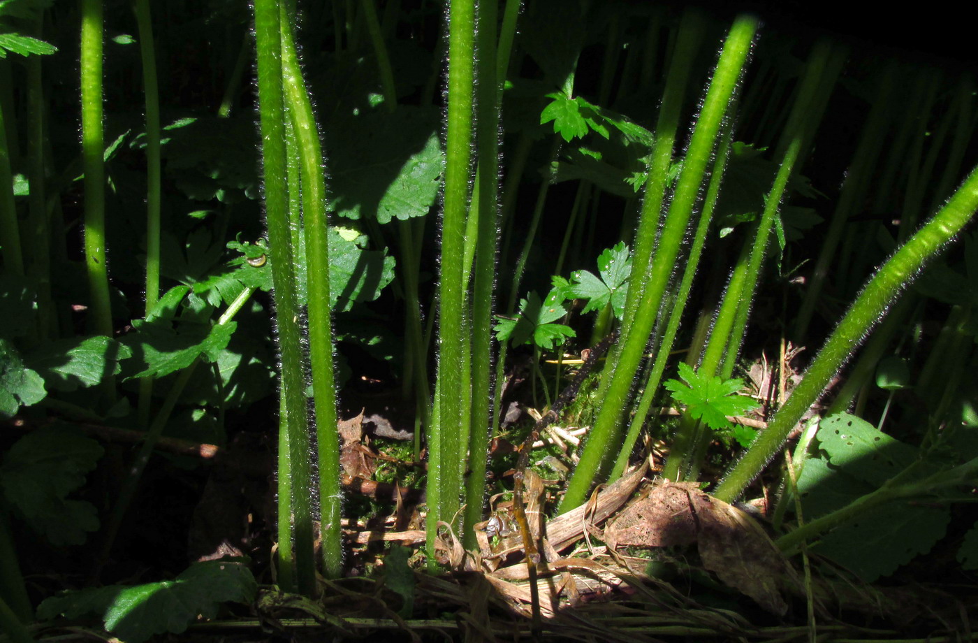 Image of Anemone baicalensis ssp. occidentali-sajanensis specimen.