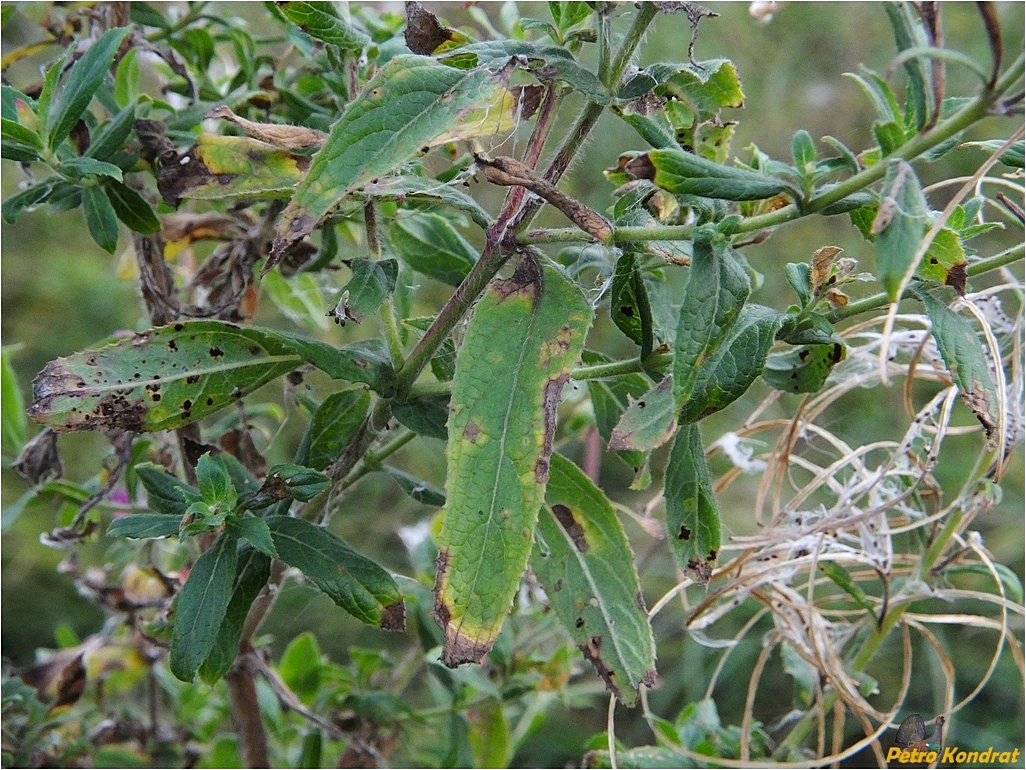 Image of Epilobium hirsutum specimen.