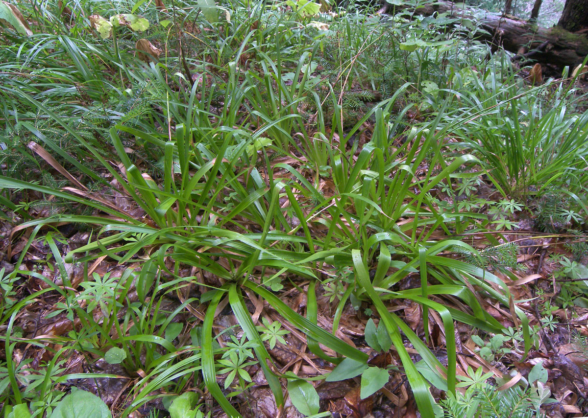 Image of Luzula sylvatica specimen.