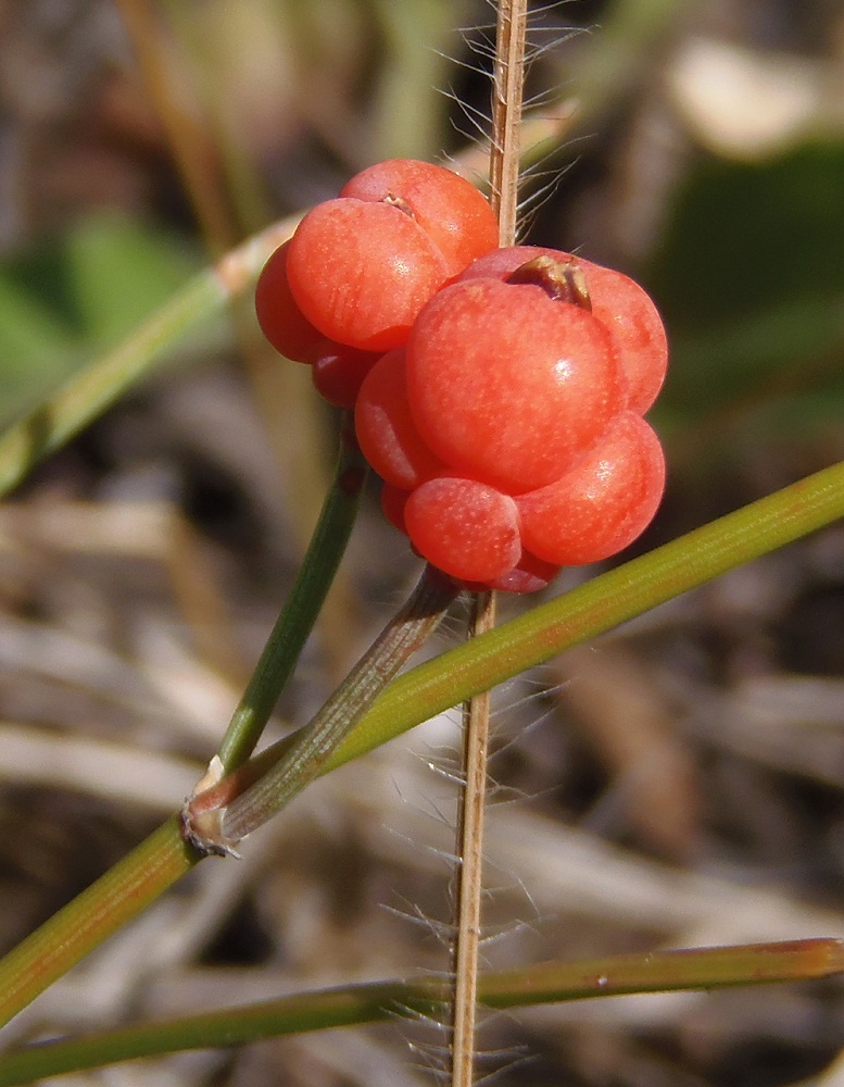 Image of Ephedra distachya specimen.