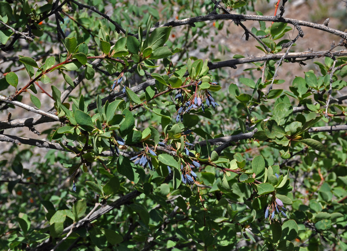 Image of Berberis integerrima specimen.