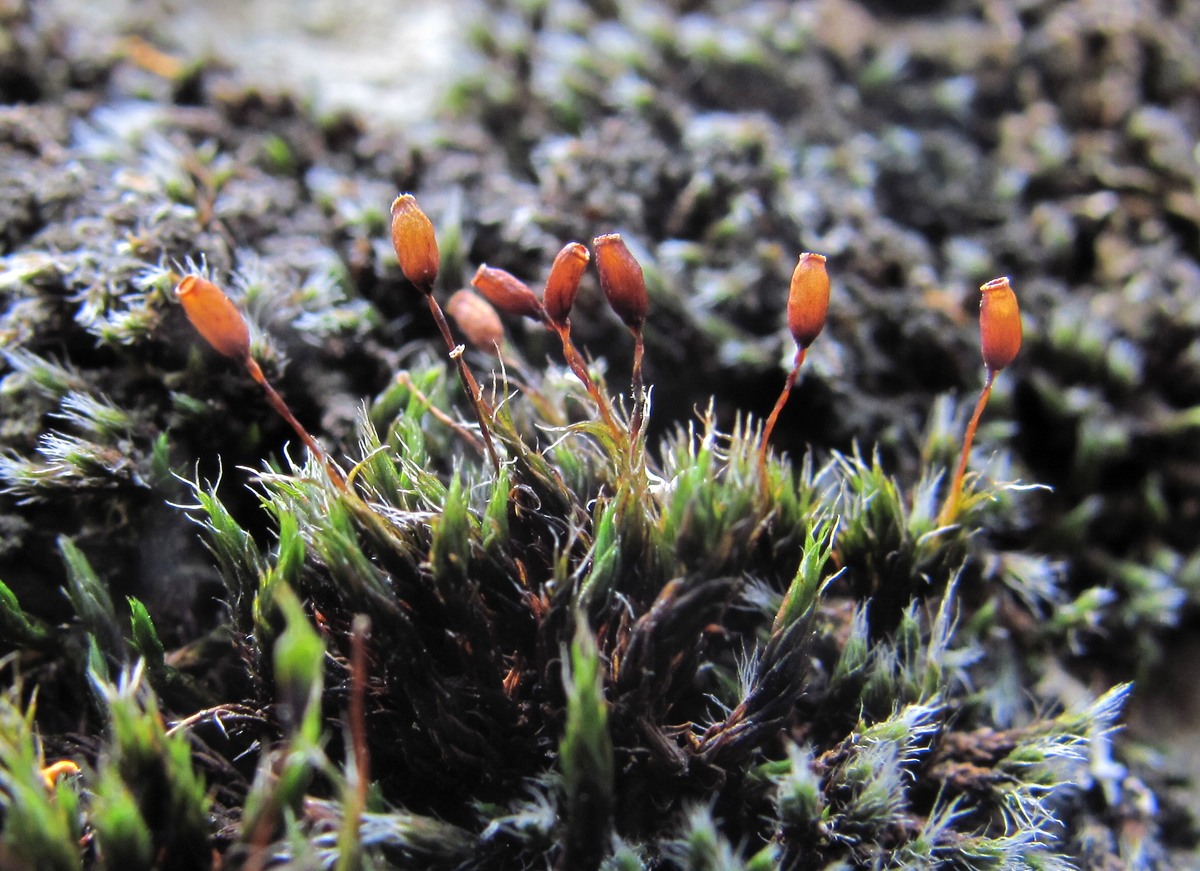 Image of genus Grimmia specimen.