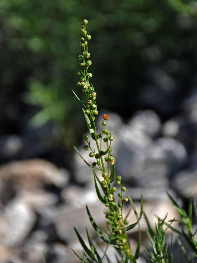 Image of Artemisia dracunculus specimen.