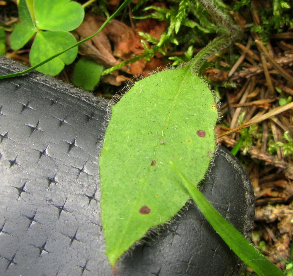 Image of Hieracium silenii specimen.