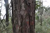 Pinus thunbergii. Средняя часть ствола. Китай, провинция Хунань, национальный парк \"Чжанцзяцзе\", плато на горе Хуаншичжай (Huangshi). 8 марта 2015 г.