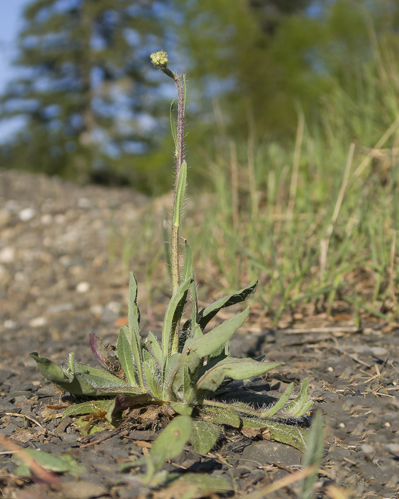 Image of genus Pilosella specimen.