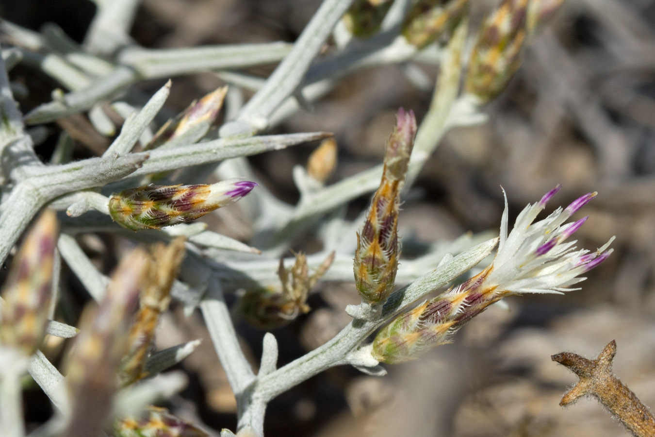 Image of Centaurea spinosa specimen.