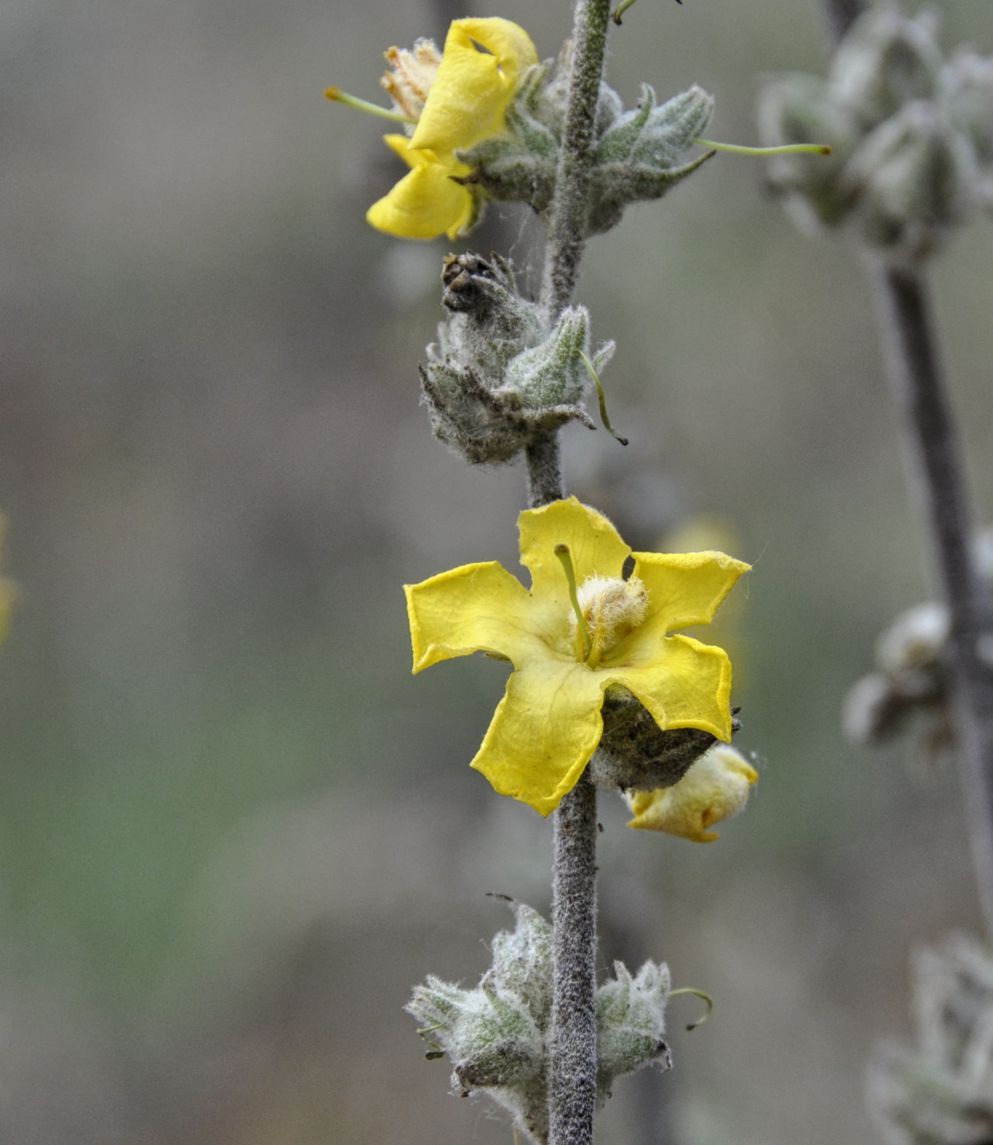 Изображение особи род Verbascum.