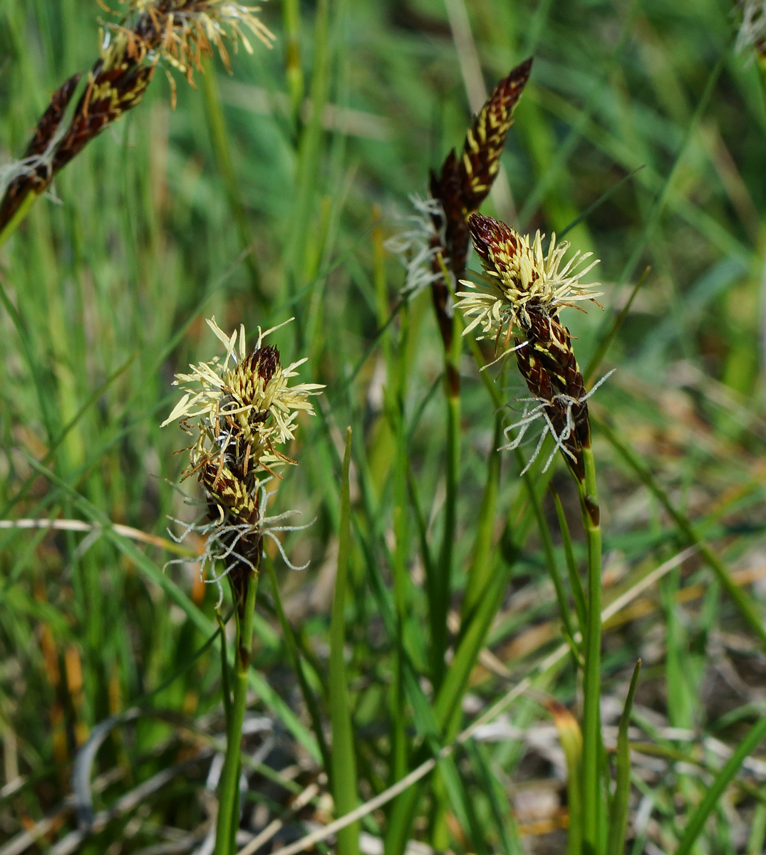 Image of genus Carex specimen.