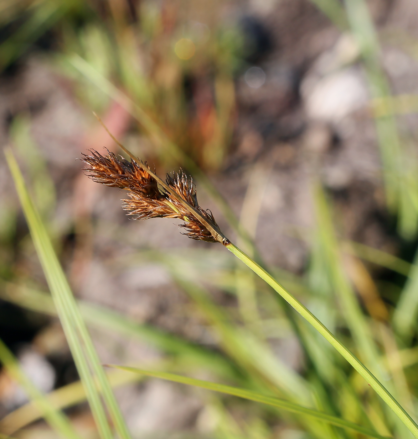 Изображение особи Carex leporina.