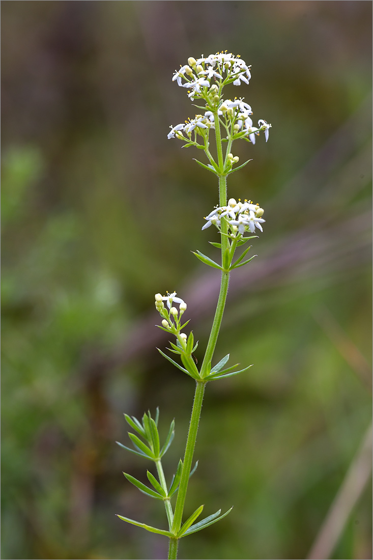 Image of Galium album specimen.