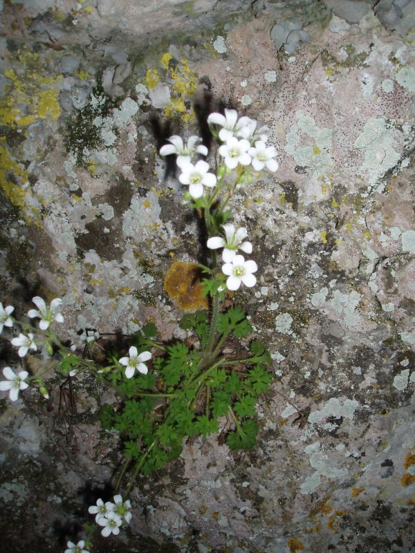 Image of Saxifraga irrigua specimen.