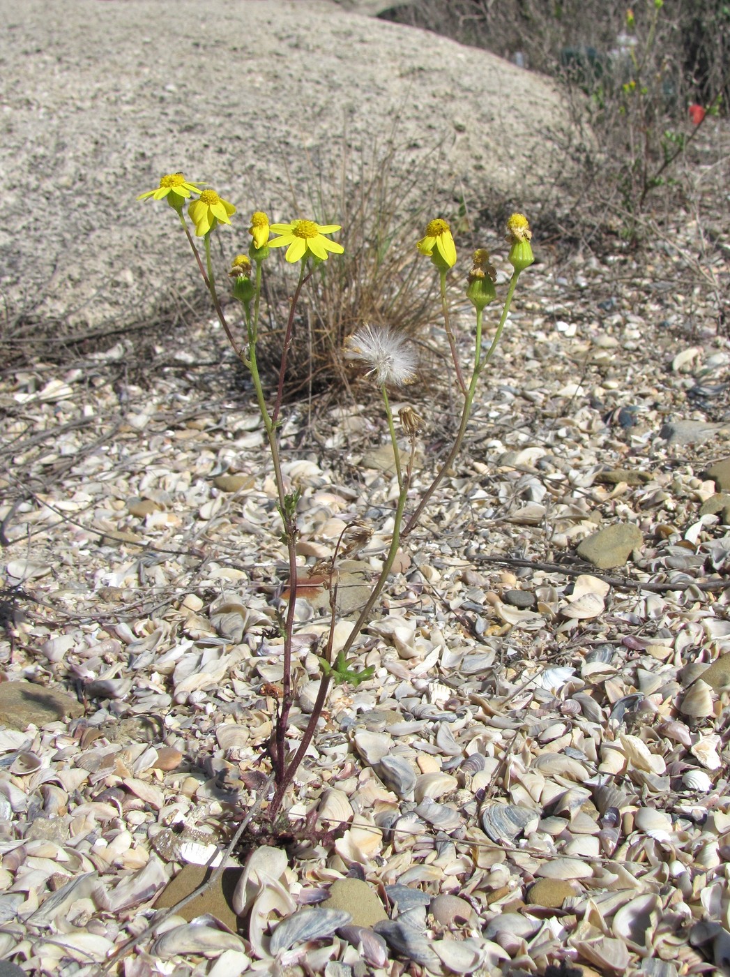 Изображение особи Senecio vernalis.