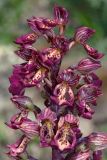 Orchis × wulffiana гибридный подвид suckowii. Цветки. Краснодарский край, Анапский р-н, окр. с. Варваровка, гора Шусева, травянистый склон. 30 апреля 2015 г.